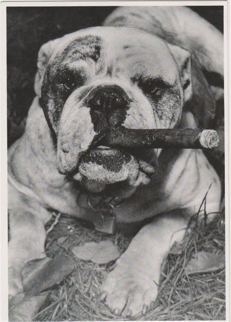 Pin On Mostly Vintage Bulldog Pictures And Postcards 3