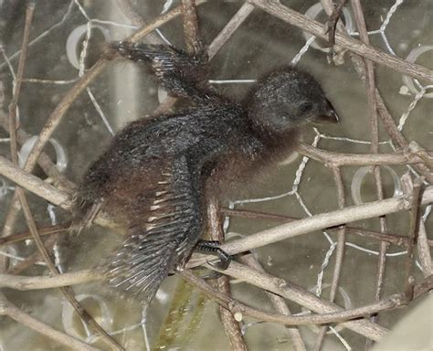 The Baby Birds That Use Wing-Claws to Climb Through the Amazon | Inside ...