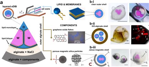 In The Presence Of Phospholipids Droplet Networks Segregated By Lipid