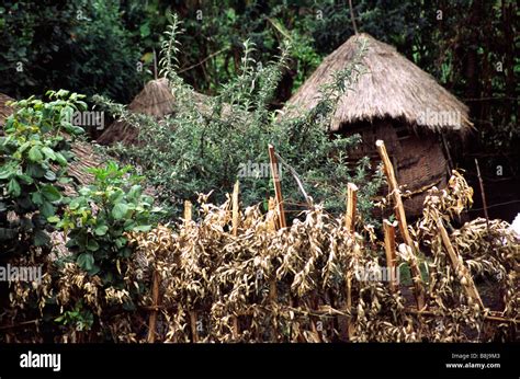 Poor Village Africa Uganda Hi Res Stock Photography And Images Alamy