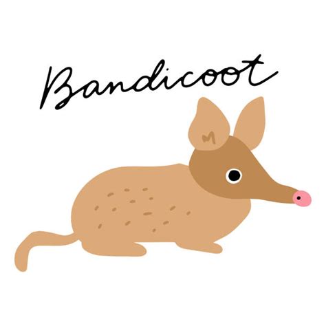 Bandicoot Clip Art Illustrations Royalty Free Vector Graphics And Clip