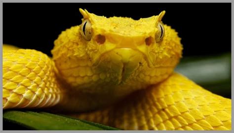 Yellow snake: A Venomous, Ferocious and Deadly Creature #1