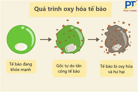 Oxi Hóa Là Gì Dụng Cụ Dùng Để Chống Oxi Hóa Hiệu Quả