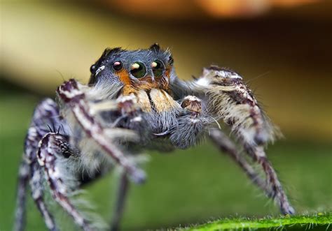 Adult Male Phidippus putnami Jumping Spider - a photo on Flickriver