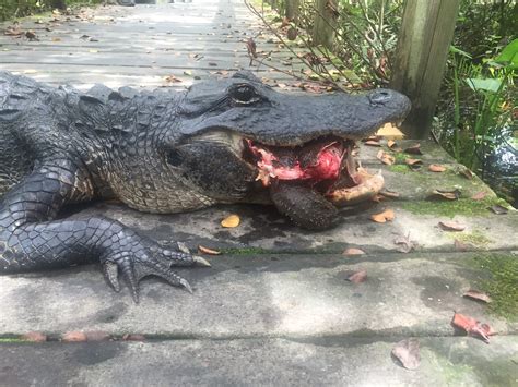 American Alligator Eating Turtle