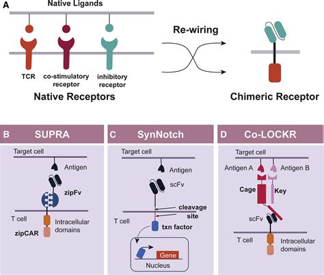 Recent Progress Of Gene Circuit Designs In Immune Cell Therapies Cell