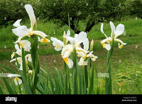 White Japanese iris flowers Stock Photo - Alamy