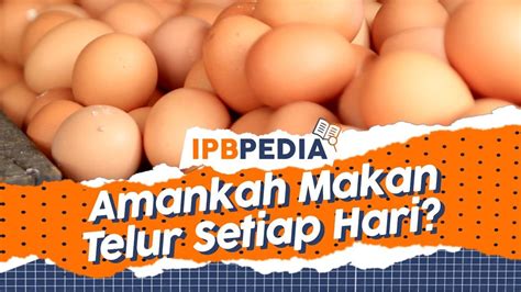 Ipb Pedia Makan Telur Setiap Hari Amankah Untuk Kesehatan Youtube