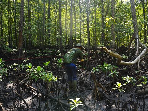 Menelusuri Mangrove Purba Di Selatan Tanah Pasundan MANGROVEMAGZ