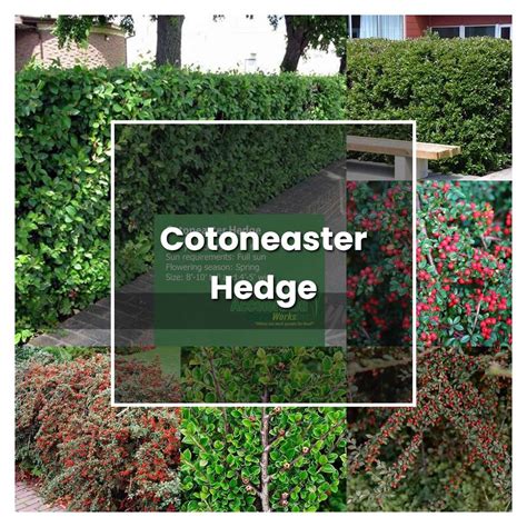 How To Grow Cotoneaster Hedge Plant Care Tips NorwichGardener