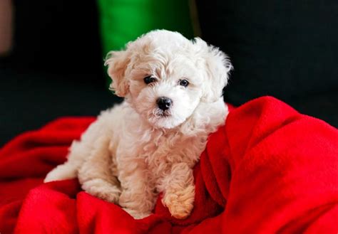 63 Bichon Rescue Michigan L2sanpiero