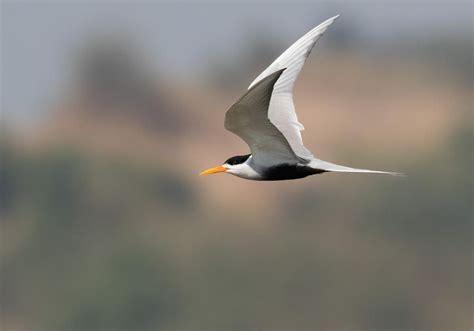 Black Bellied Tern Sterna Acuticauda Locality Chambal River Uttar