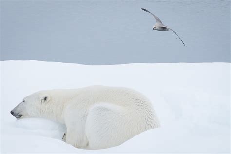 photoscope: polar bears and walrus of Svalbard/ Spitzberg