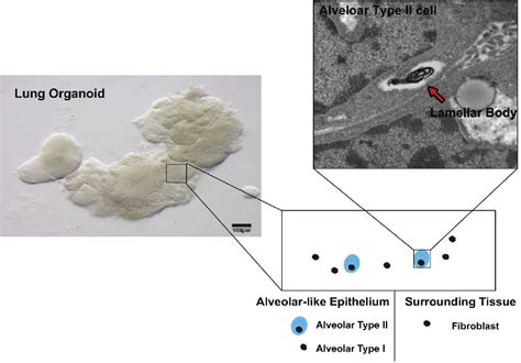 Hpsc Derived Lung And Intestinal Organoids As Models Of Human Fetal