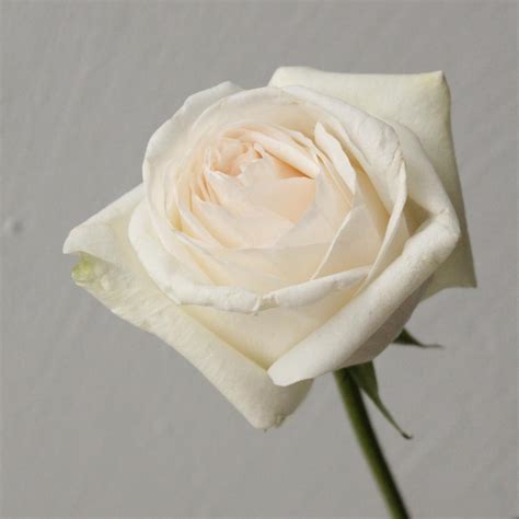 Роза White O’Hara - present-simple.by