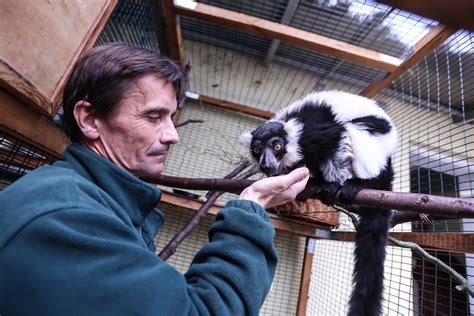 Urodziny we wrocławskim zoo Lemurzyca Tammy skończyła 30 lat Jej