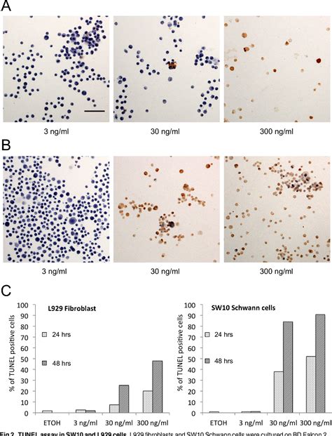 Figure From Mycolactone Cytotoxicity In Schwann Cells Could Explain