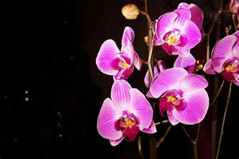 Premium Photo | Orchid on a black background