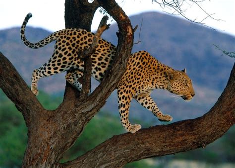 10 Datos Curiosos del Leopardo que te sorprenderán - Planeta Curioso