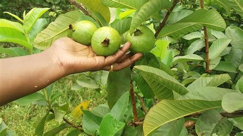 Farm Fresh Guava Harvesting Galatta Foods And Vlogs Youtube