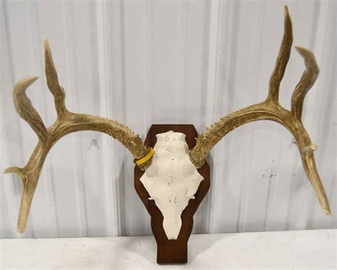 10 Point Deer Skull Mount On Plaque