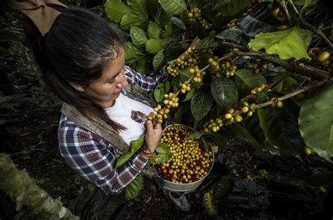 El Caf Y Los Efectos Del Cambio Clim Tico En Su Producci N