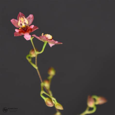 Fragrant Oncidium Twinkle 'Pink Profusion' – bombotany