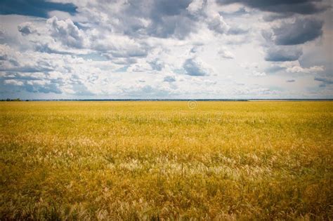 Yellow Wheat Field And Blue Sky Landscape As Flag Of Ukraine Stock