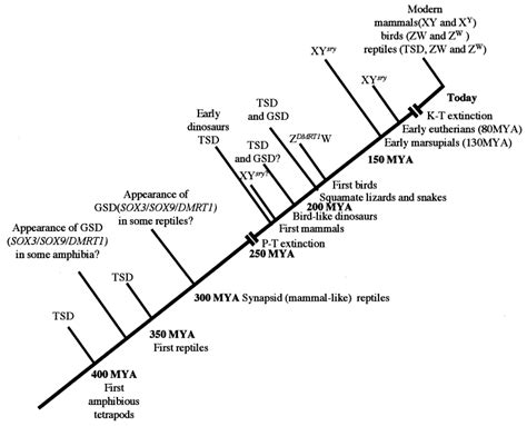 Environmental Versus Genetic Sex Determination A Possible Factor In Dinosaur Extinction