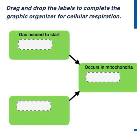 Solved Drag And Drop The Labels To Complete The Graphic Organizer For