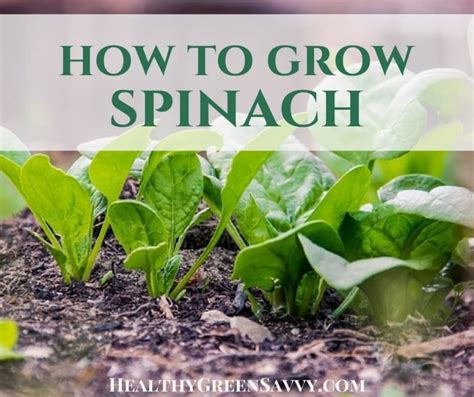 How To Grow Spinach Growing Spinach From Seed To Harvest