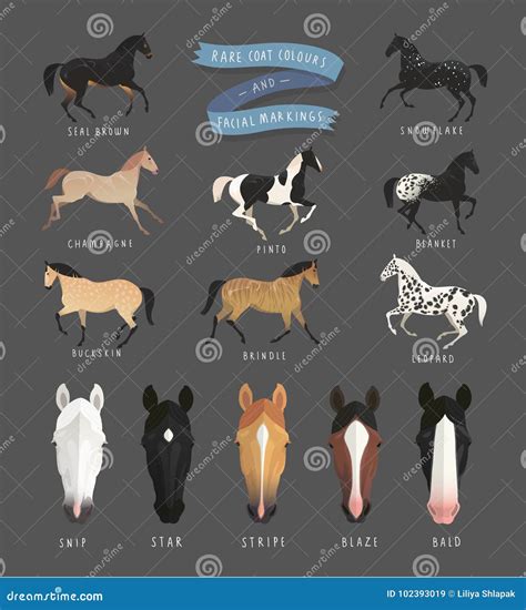 Rare coat colors will appear in the next boy cavalier litter 14