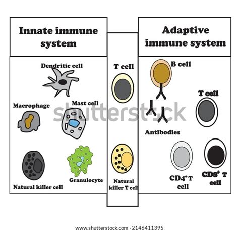 Innate Adaptive Immune System Diagram Immunity Stock Vector Royalty Free 2146411395 Shutterstock