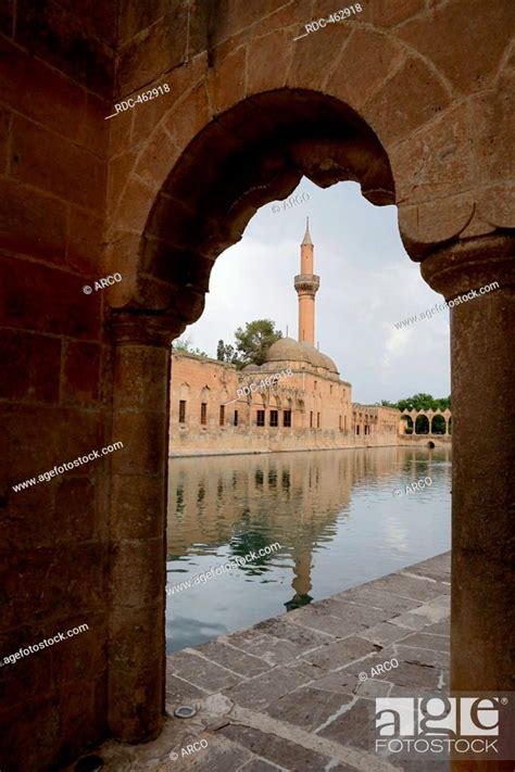 Carp Pond Fish Pond Urfa Turkey Pond Of Abraham With Holy Carps