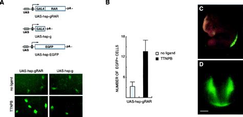 Feedback Inducible Nuclear Receptor Driven Reporter Gene Expression In