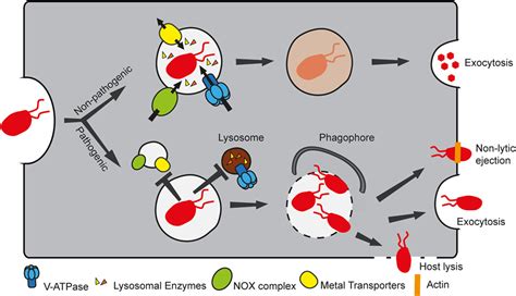 Frontiers Eat Prey Live Dictyostelium Discoideum As A Model For