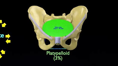 Pelvis types hip bone labelled detailed 3D model animated | CGTrader