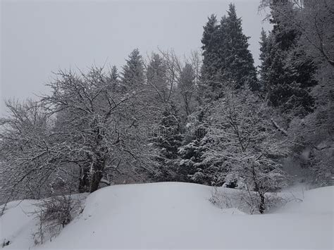 Fresh Snow in the Mountain Forest. Stock Image - Image of view ...