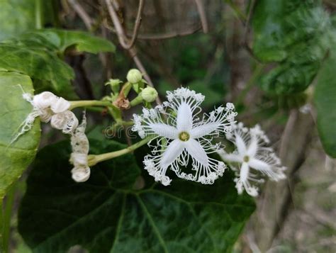 White Snake Gourd Flower Stock Photo Image Of Flower