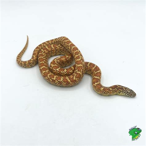 Leucistic Gray Banded King Snake Juvenile PAIR Strictly Reptiles Inc