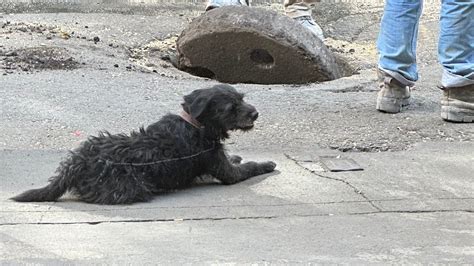 La Historia De Cejas El Perro Que Fue Rescatado Y Ahora “trabaja” En