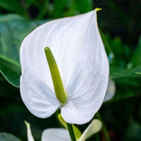anthurium white evergreen nursery