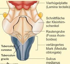 Allg Anatomie Und Physiologie Flashcards Quizlet