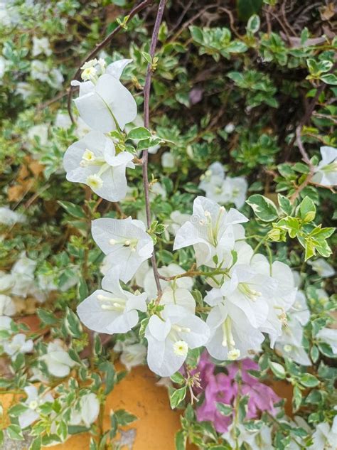 Beautiful And Fragrant White Paper Flowers Bloom Stock Photo Image Of