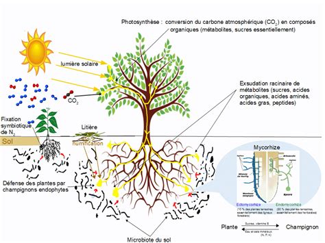 Des surfaces d échanges avec le milieu extérieur chez les plantes à fleurs