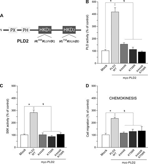 Dependence Of S6K Activation On The State Of PLD Activity A Scheme Of