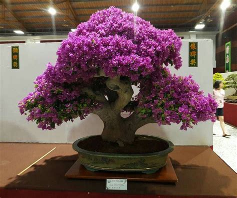 Pin oleh Bruce Pringle di Bonsai trees | Pohon, Kebun, Foto alam