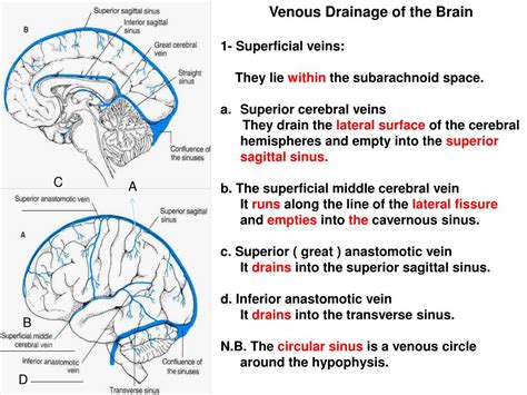 Ppt Blood Supply Of The Brain 1 Internal Carotid Arteries Powerpoint