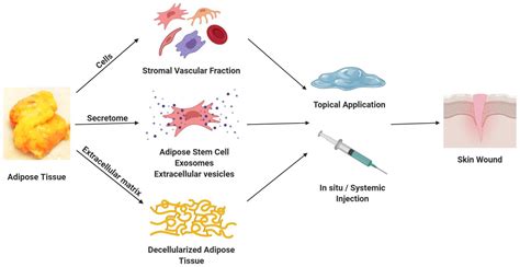 Biomolecules Free Full Text Clinical Translational Potential In