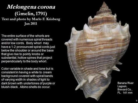 American Crown Conch Aaoa 1st Floor Classroom · Inaturalist